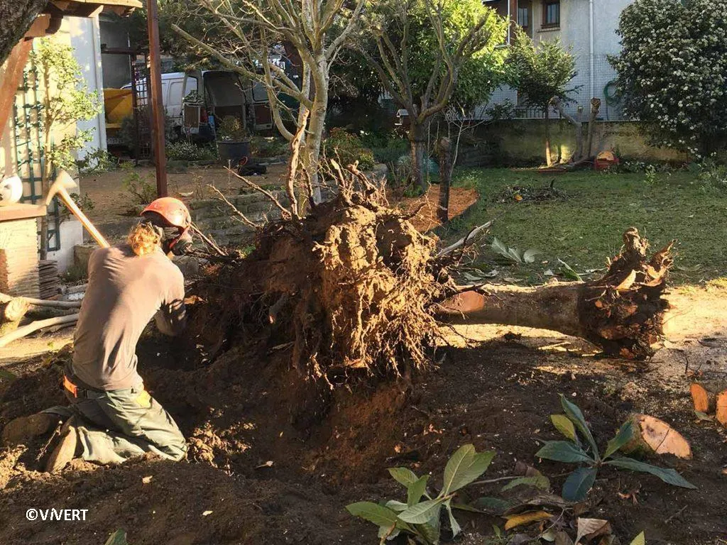 Arrachage et dessouchage